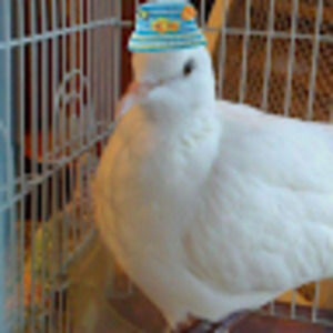 Meet your Posher, Sonia